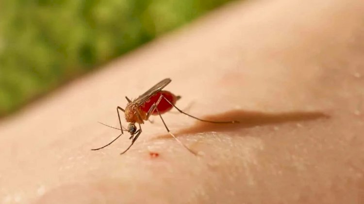 ES se mantém no topo nacional em casos de Oropouche